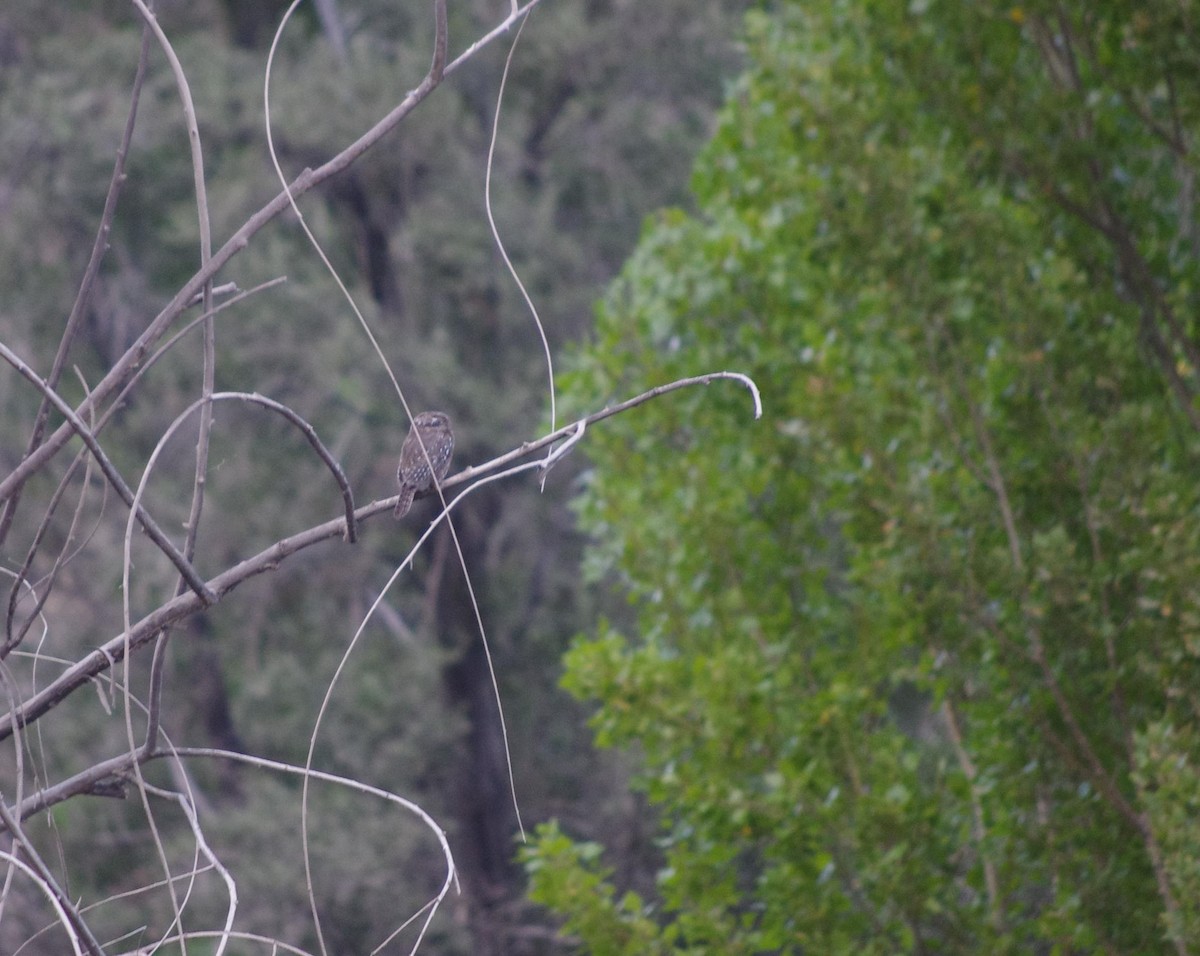 Austral Pygmy-Owl - ML542093901