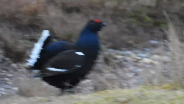 Black Grouse - ML542094601