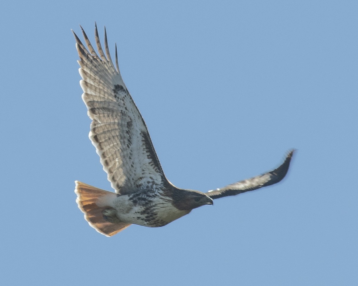 Red-tailed Hawk - ML542095771