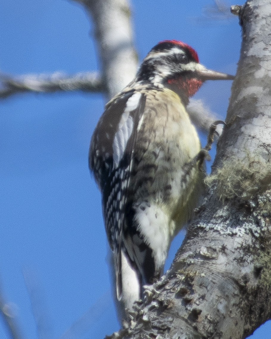 Yellow-bellied Sapsucker - ML542095811