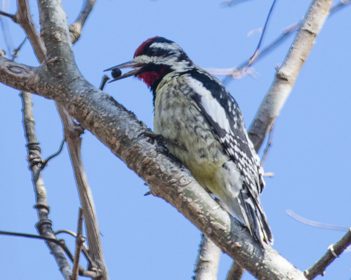 Yellow-bellied Sapsucker - ML542095881