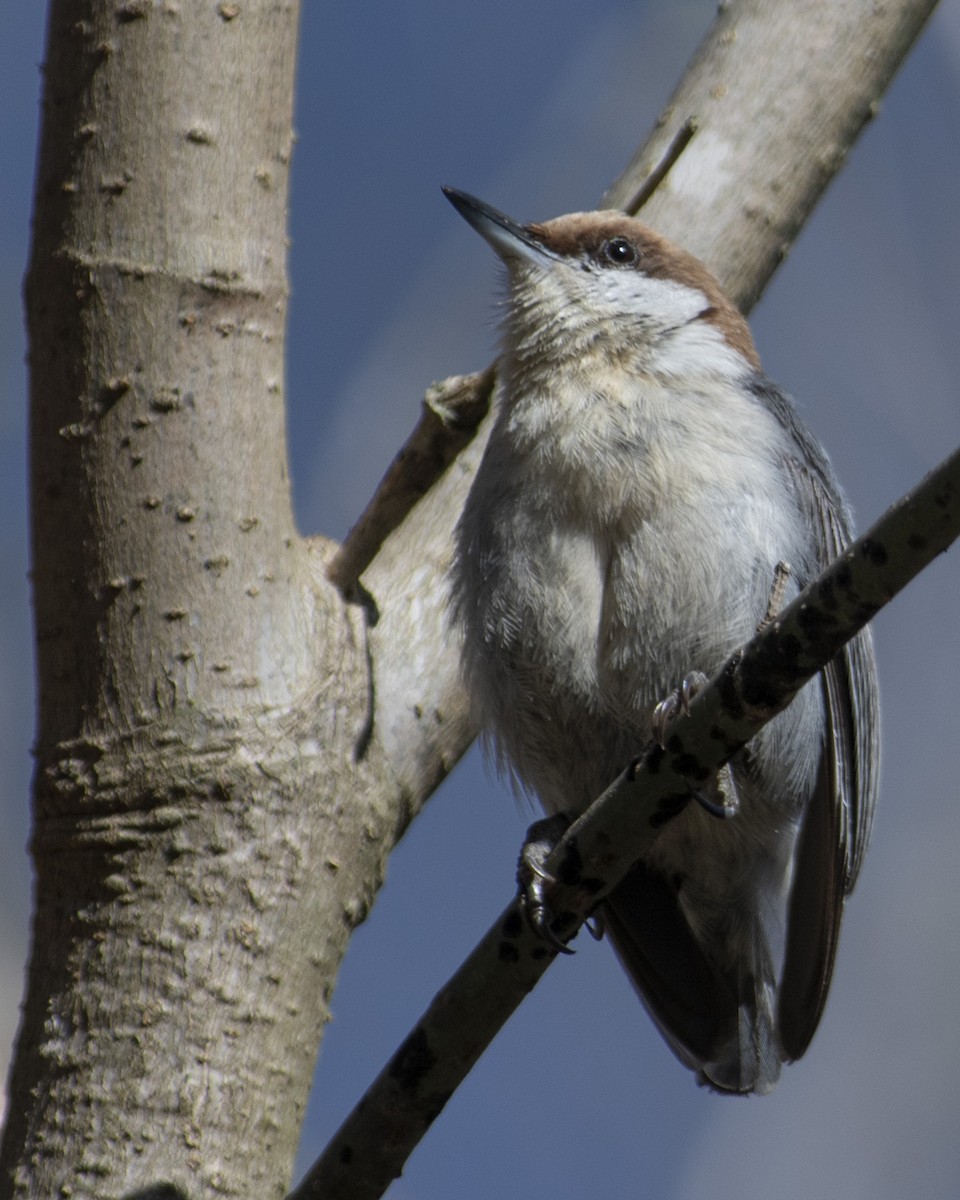 Brown-headed Nuthatch - ML542096001