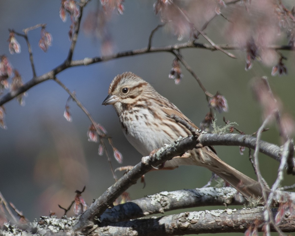 Song Sparrow - ML542096291