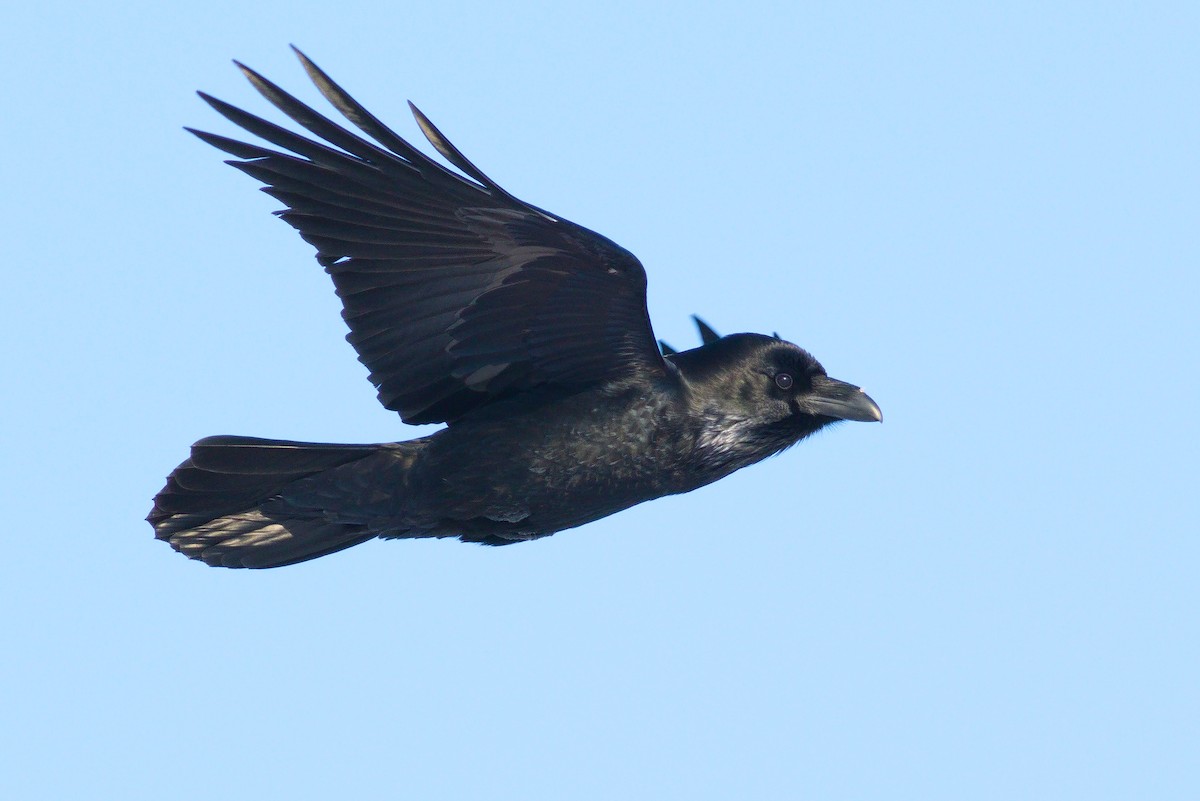Common Raven - ML542096691