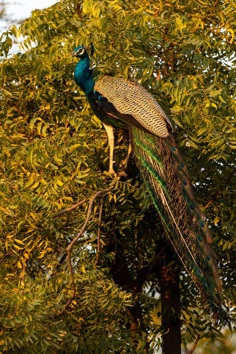 Indian Peafowl - Suvayu Paul