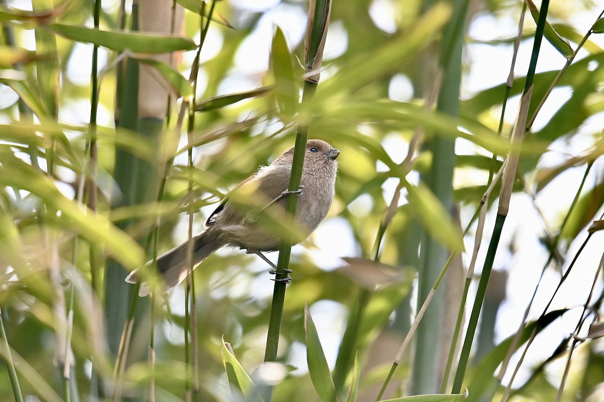 Vinous-throated Parrotbill - ML542098891