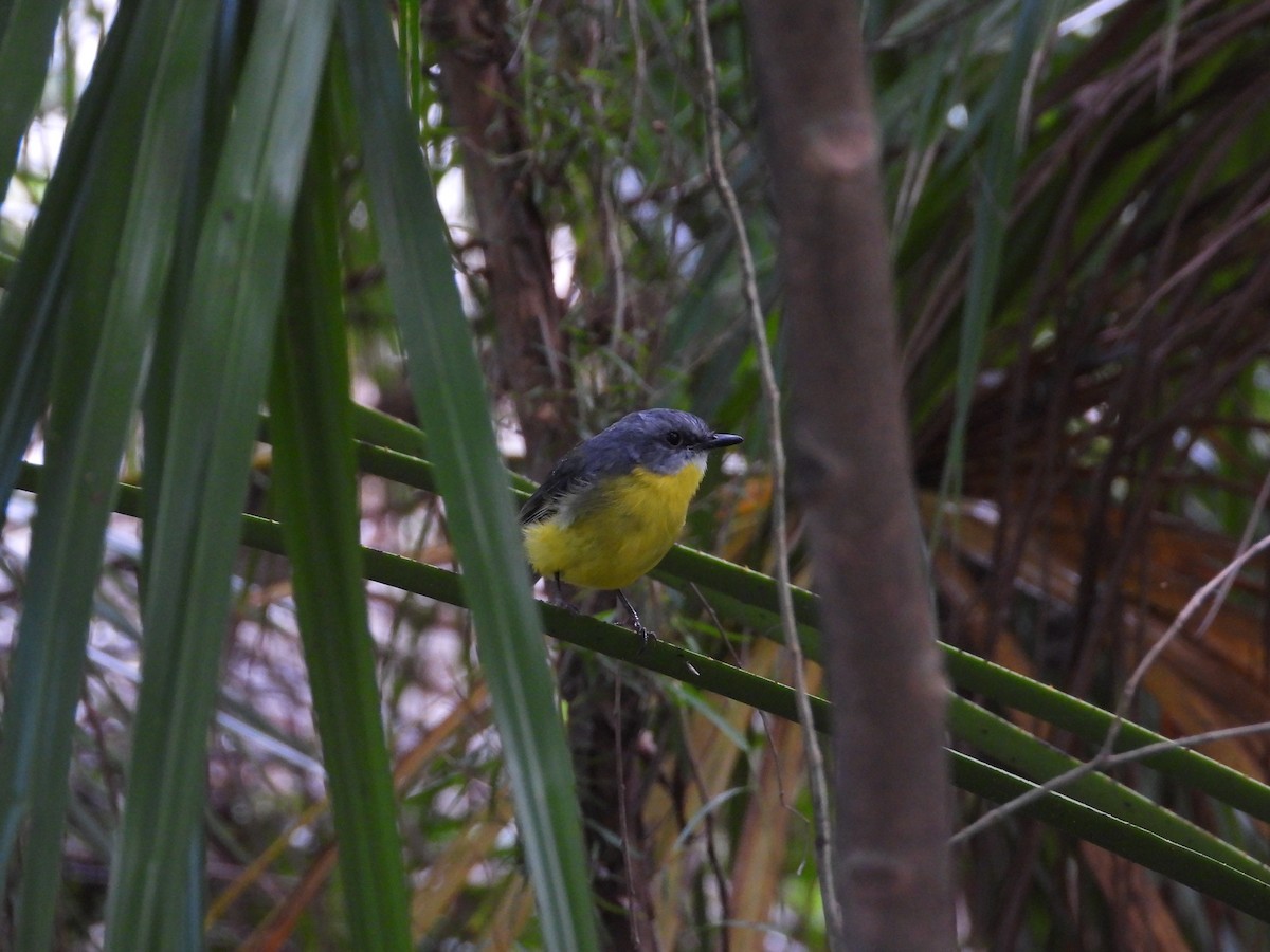 Eastern Yellow Robin - ML542100201