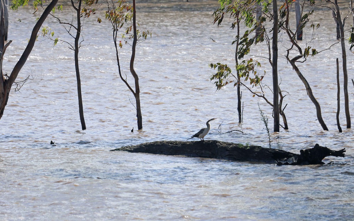 anhinga australská - ML542100411