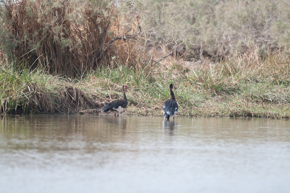 Spur-winged Goose - ML542103391