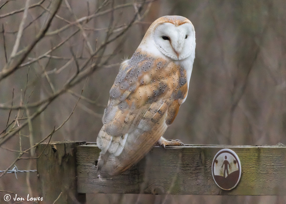 Western Barn Owl (Eurasian) - Jon Lowes