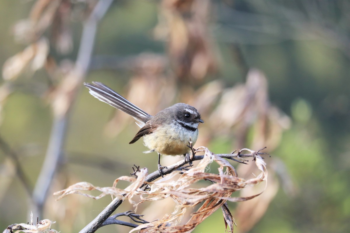 New Zealand Fantail - ML542105671