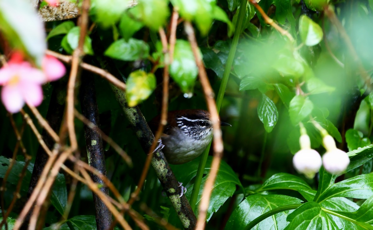 Gray-breasted Wood-Wren (bangsi) - ML542106301