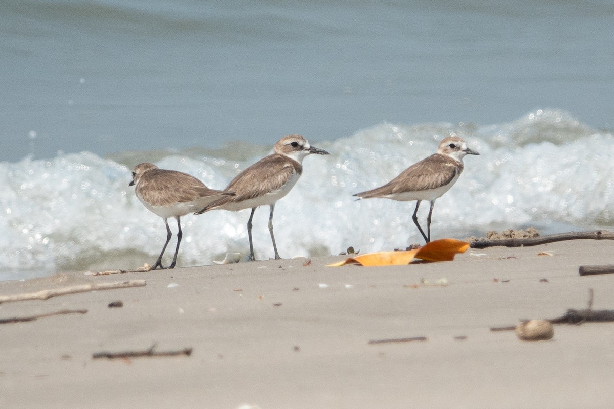 Greater Sand-Plover - ML542106661