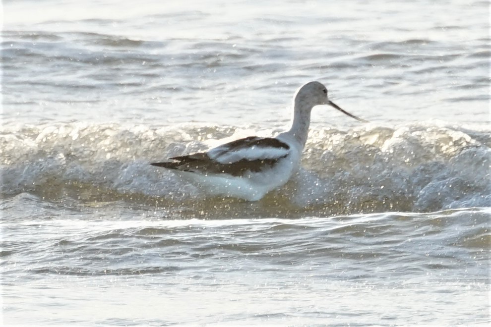 Avocette d'Amérique - ML542107051