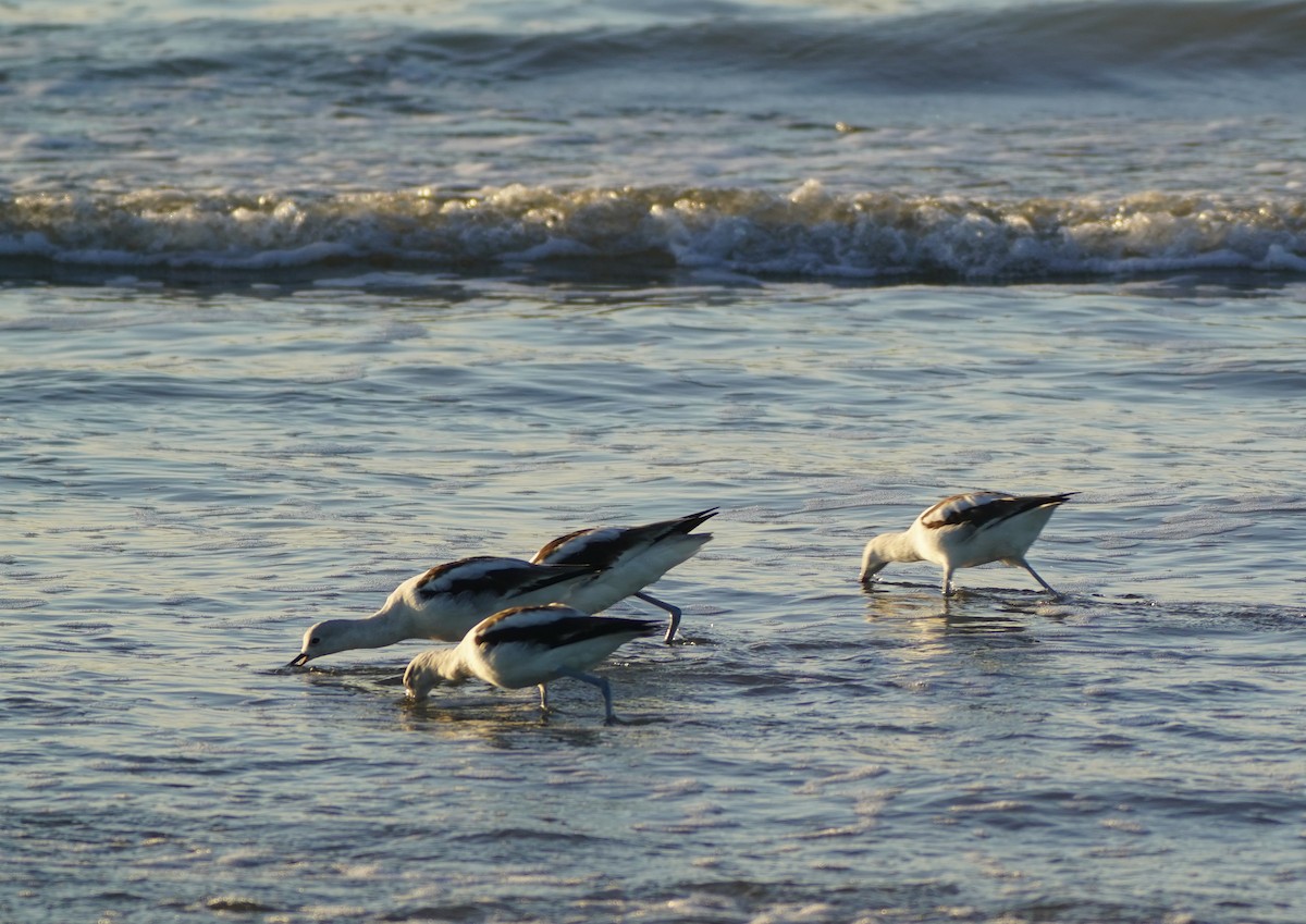 Avocette d'Amérique - ML542107061