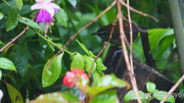 Gray-breasted Wood-Wren (bangsi) - ML542107131