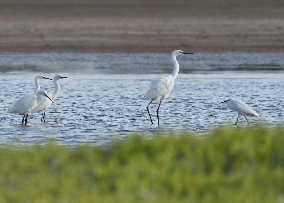 Reddish Egret - ML542107361