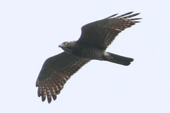 Gray-faced Buzzard - ML542108241