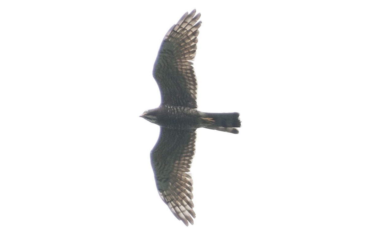 Gray-faced Buzzard - ML542108251