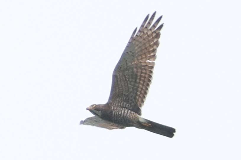 Gray-faced Buzzard - ML542108261