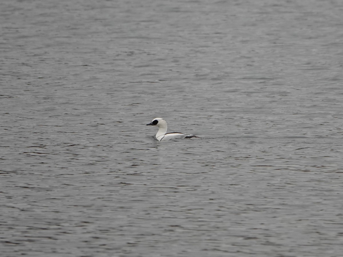 Smew - ML542109271