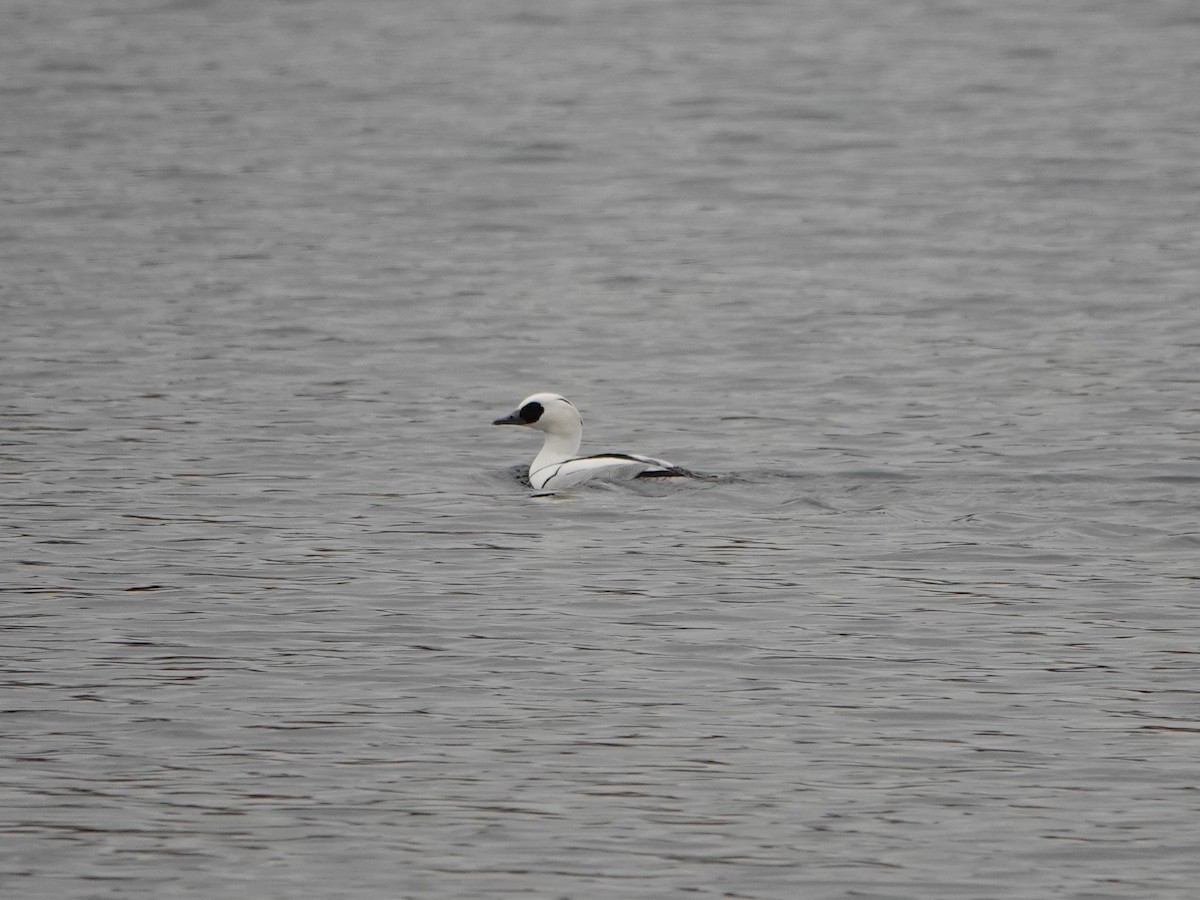 Smew - ML542109281