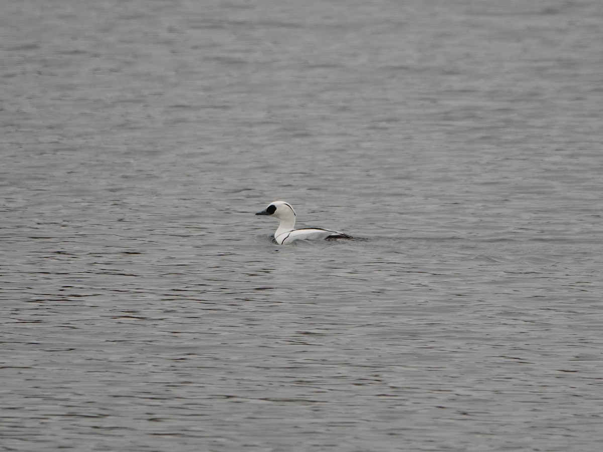 Smew - ML542109291