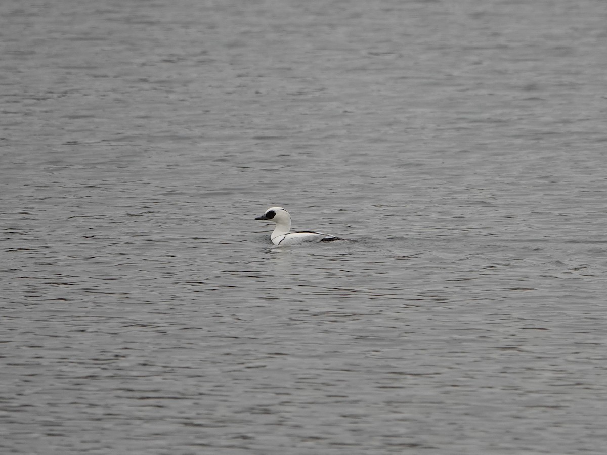 Smew - ML542109301