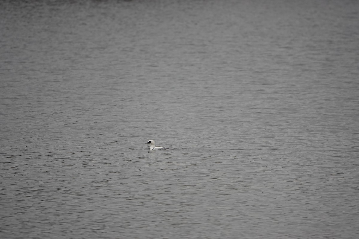 Smew - ML542109471