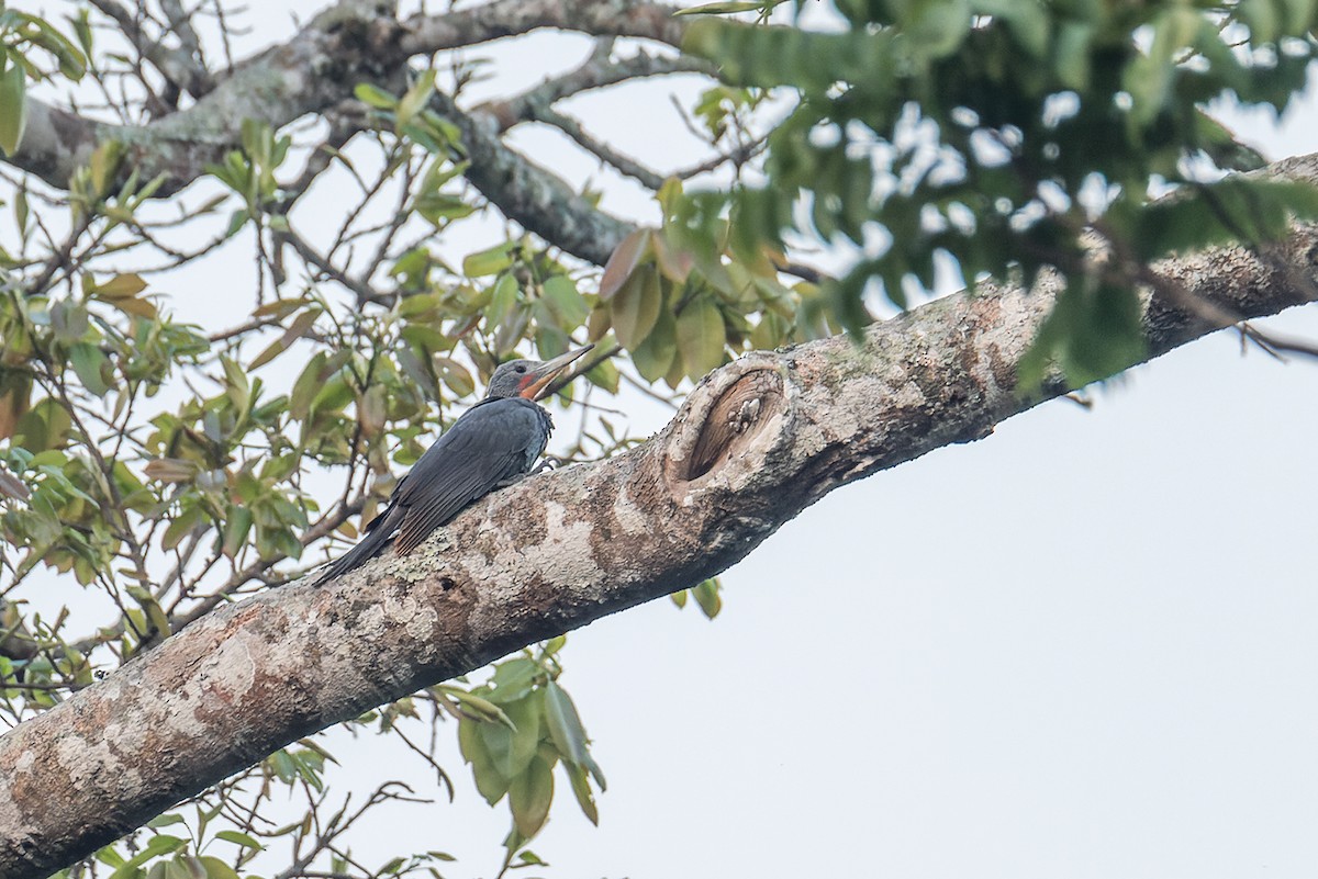 Great Slaty Woodpecker - ML542109611