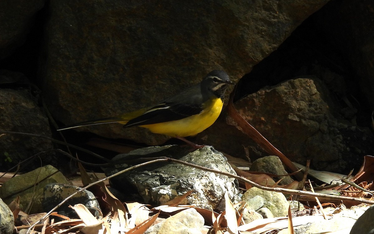 Gray Wagtail - Mike Lu