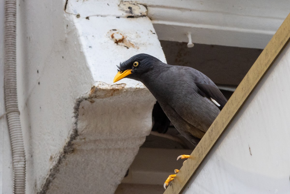 Javan Myna - ML542110831