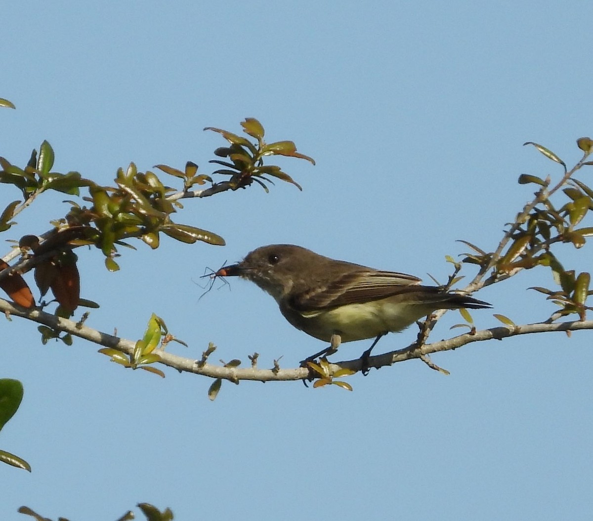 Weißbauch-Phoebetyrann - ML542111071