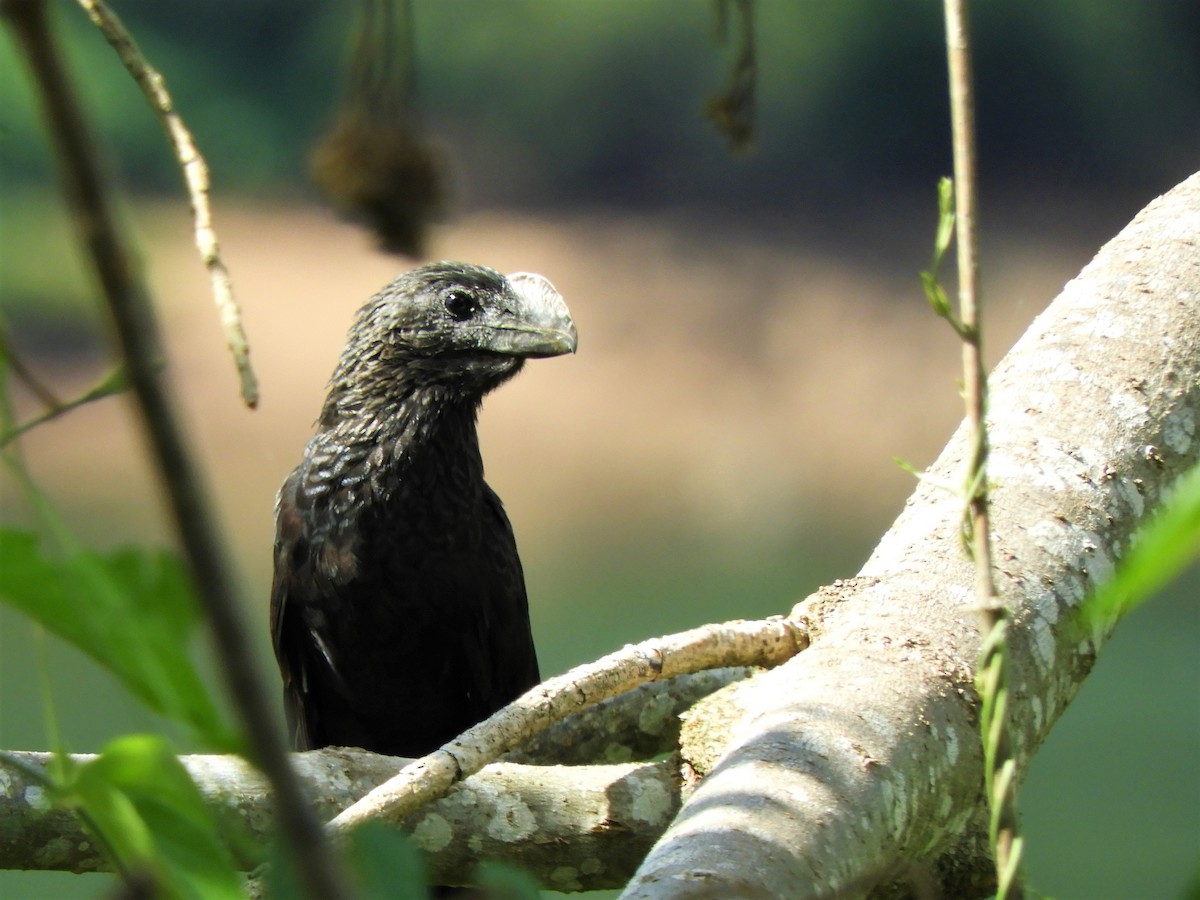 Smooth-billed Ani - ML542111851