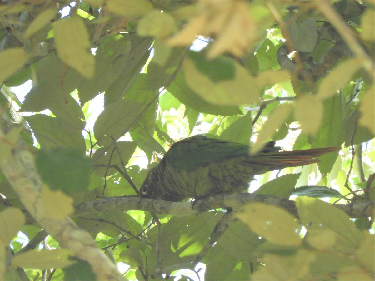 Maroon-bellied Parakeet - ML542111891