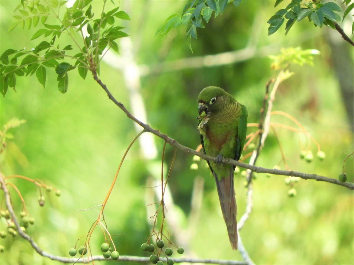 Maroon-bellied Parakeet - ML542111901