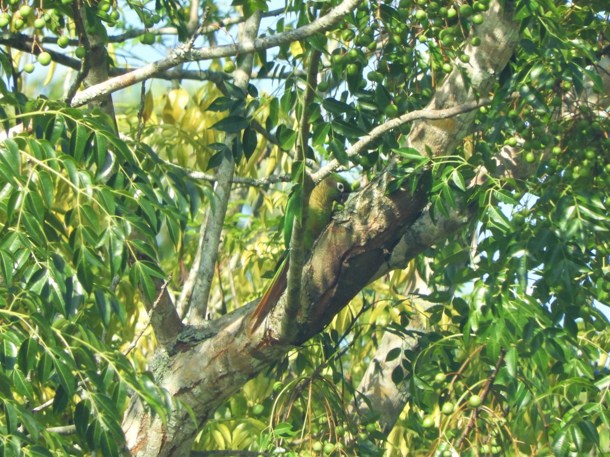 Maroon-bellied Parakeet - ML542111931