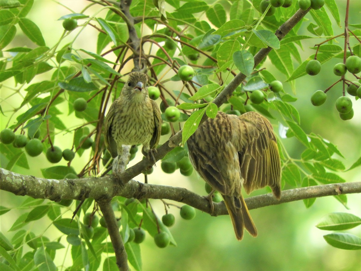 Saffron Finch - ML542112081