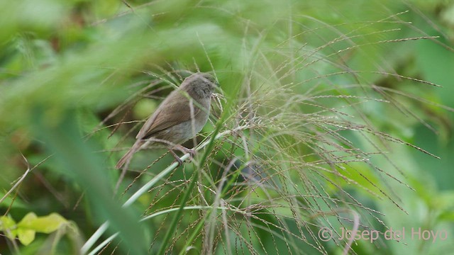 Sooty Grassquit - ML542112161