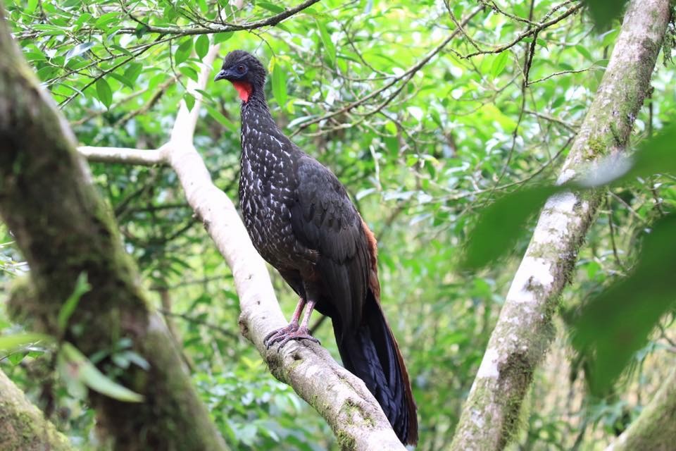 Crested Guan - ML54211231