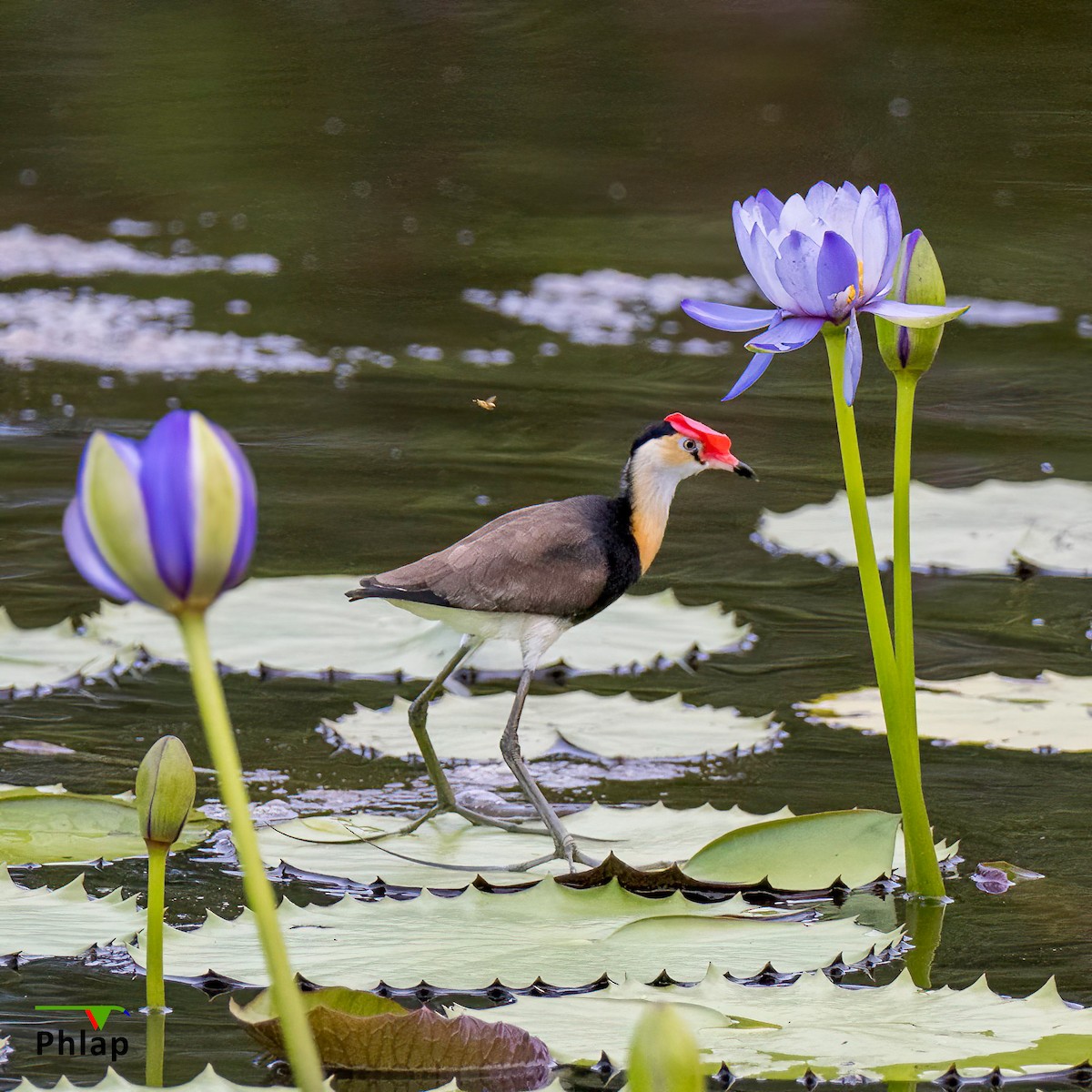 Comb-crested Jacana - ML542112371