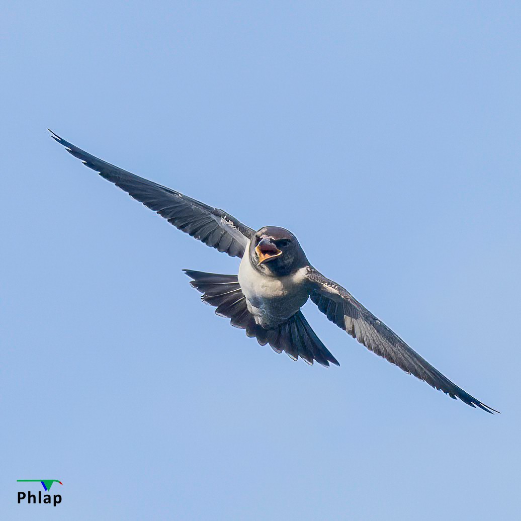 White-breasted Woodswallow - ML542112471