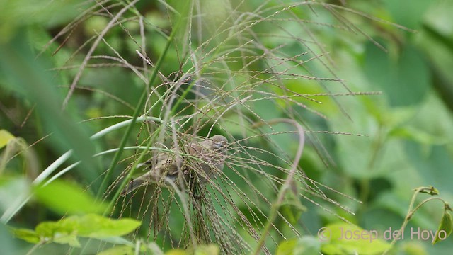 Sooty Grassquit - ML542112641