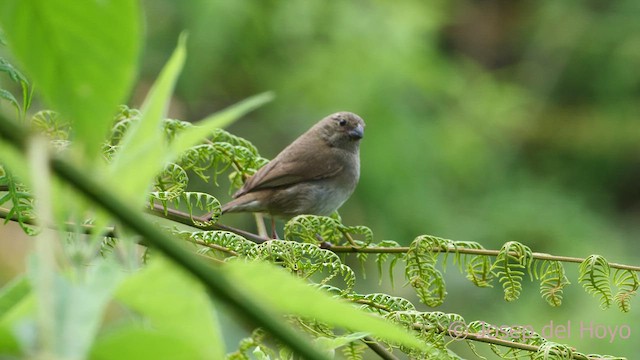 Sooty Grassquit - ML542113001