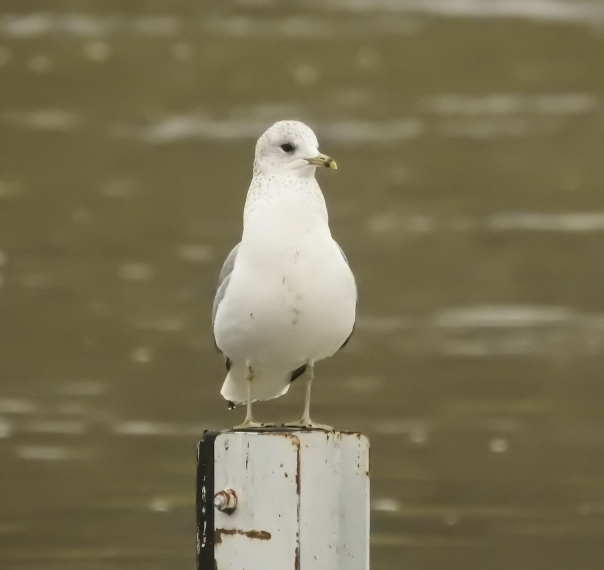 Common Gull - ML542113091