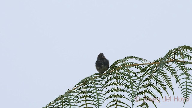 Sooty Grassquit - ML542113751