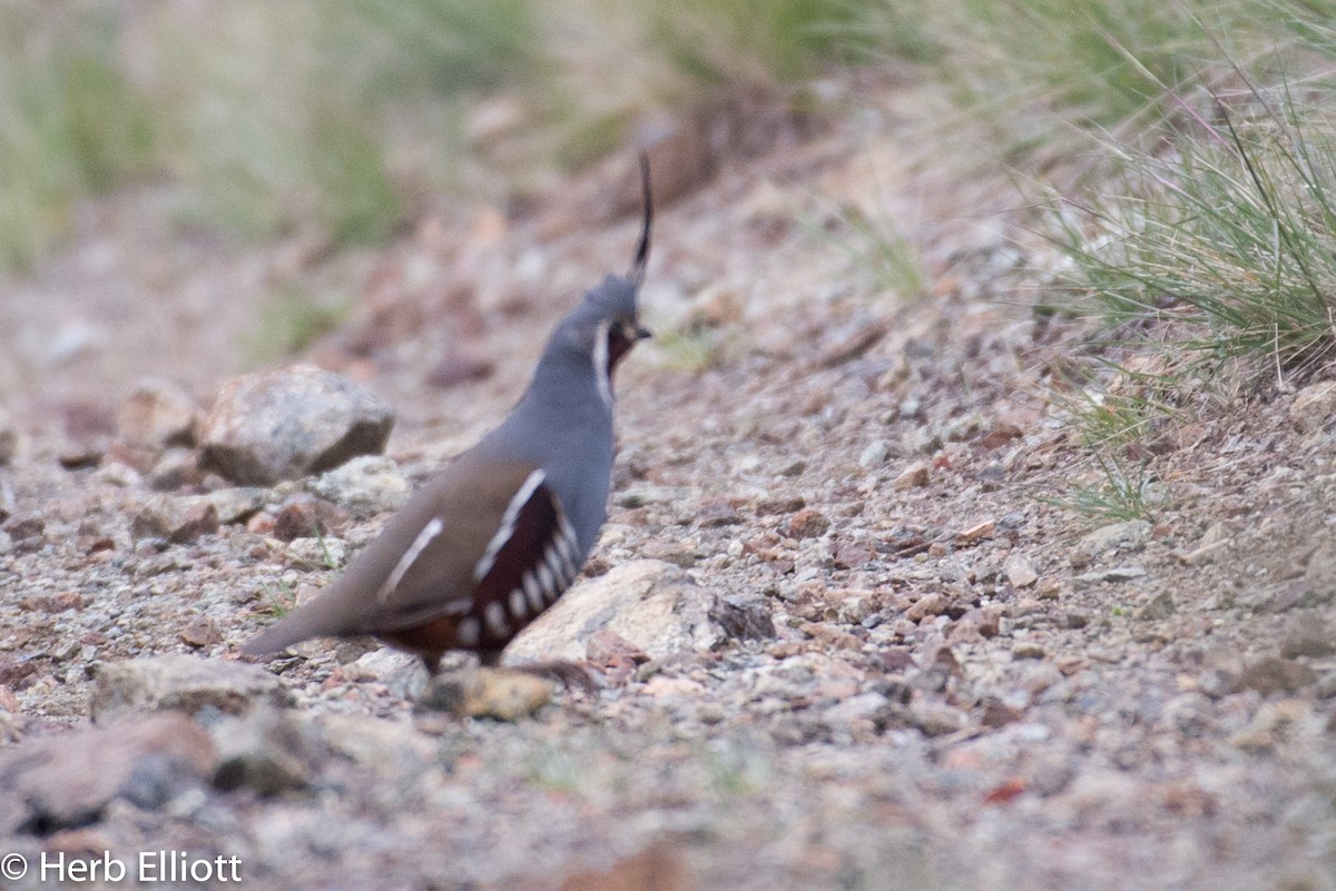 Mountain Quail - ML54211421