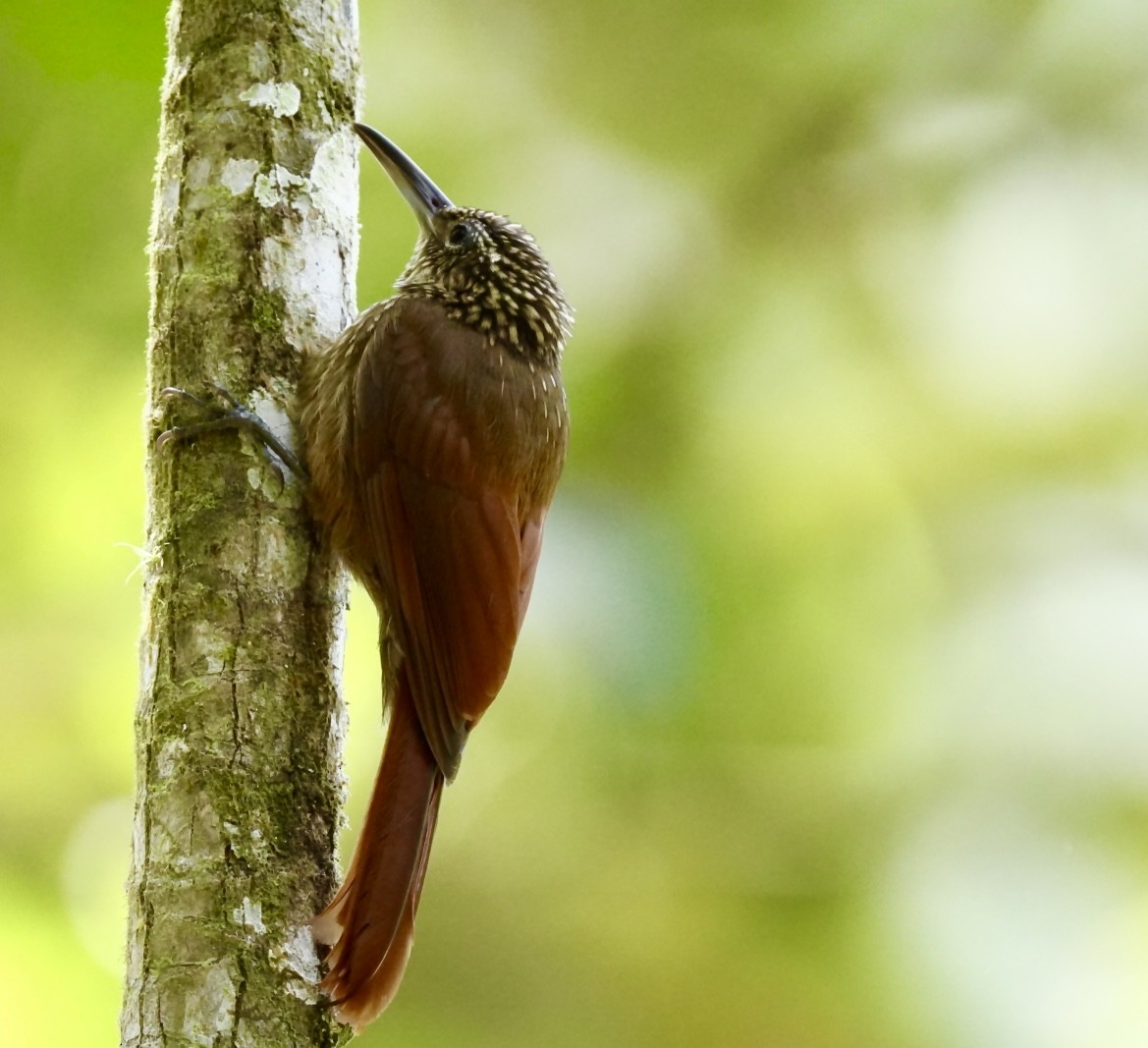 Cocoa Woodcreeper (Lawrence's) - ML542114461