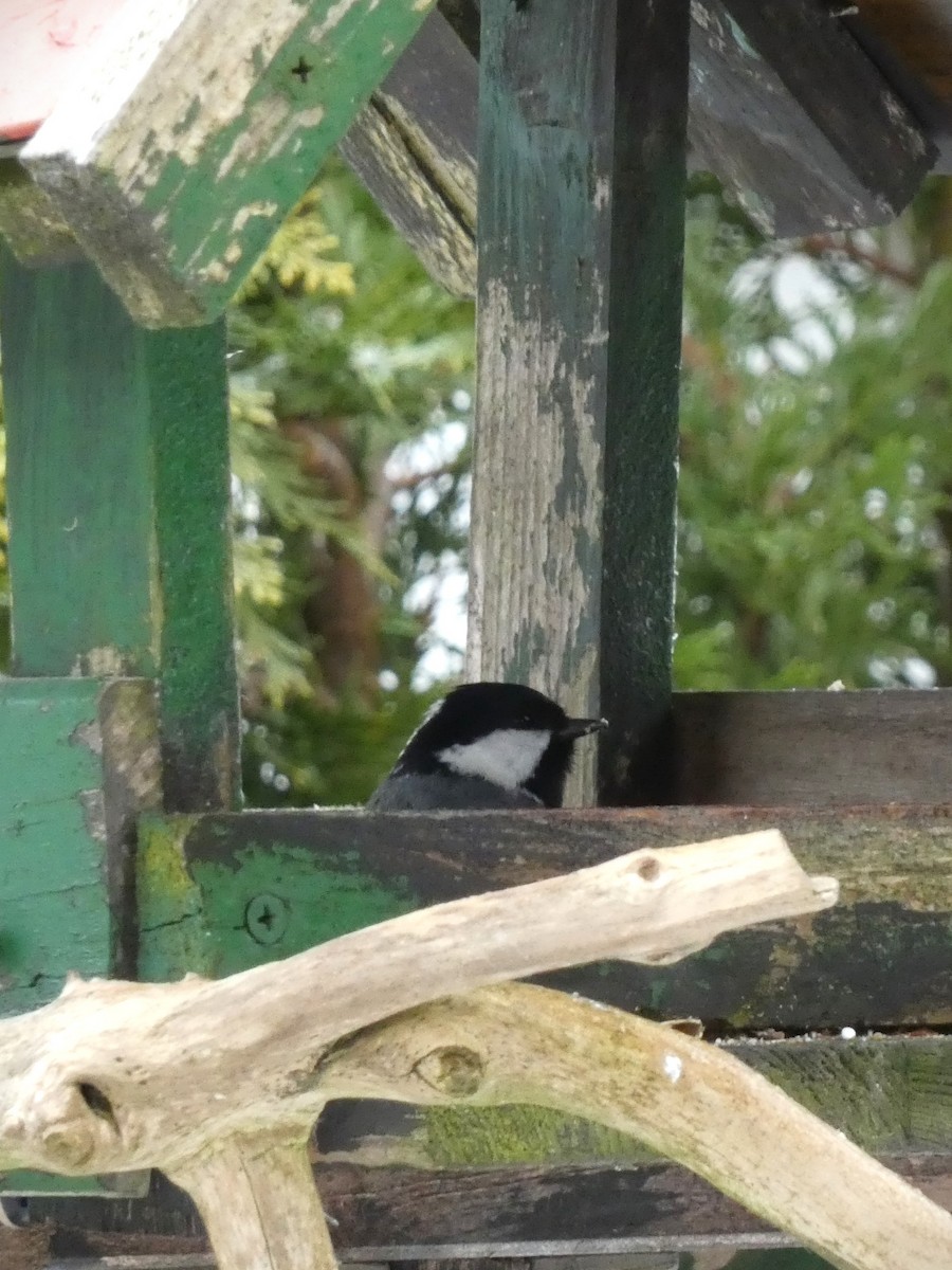 Coal Tit - ML542115121