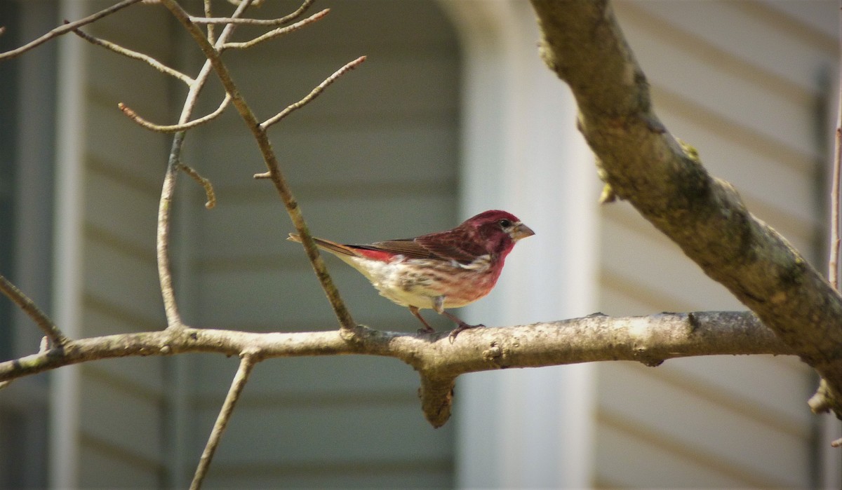 Purple Finch - ML54211551